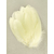 plume nageoire d'oie jaune pastel