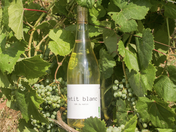 Petit Blanc 1
