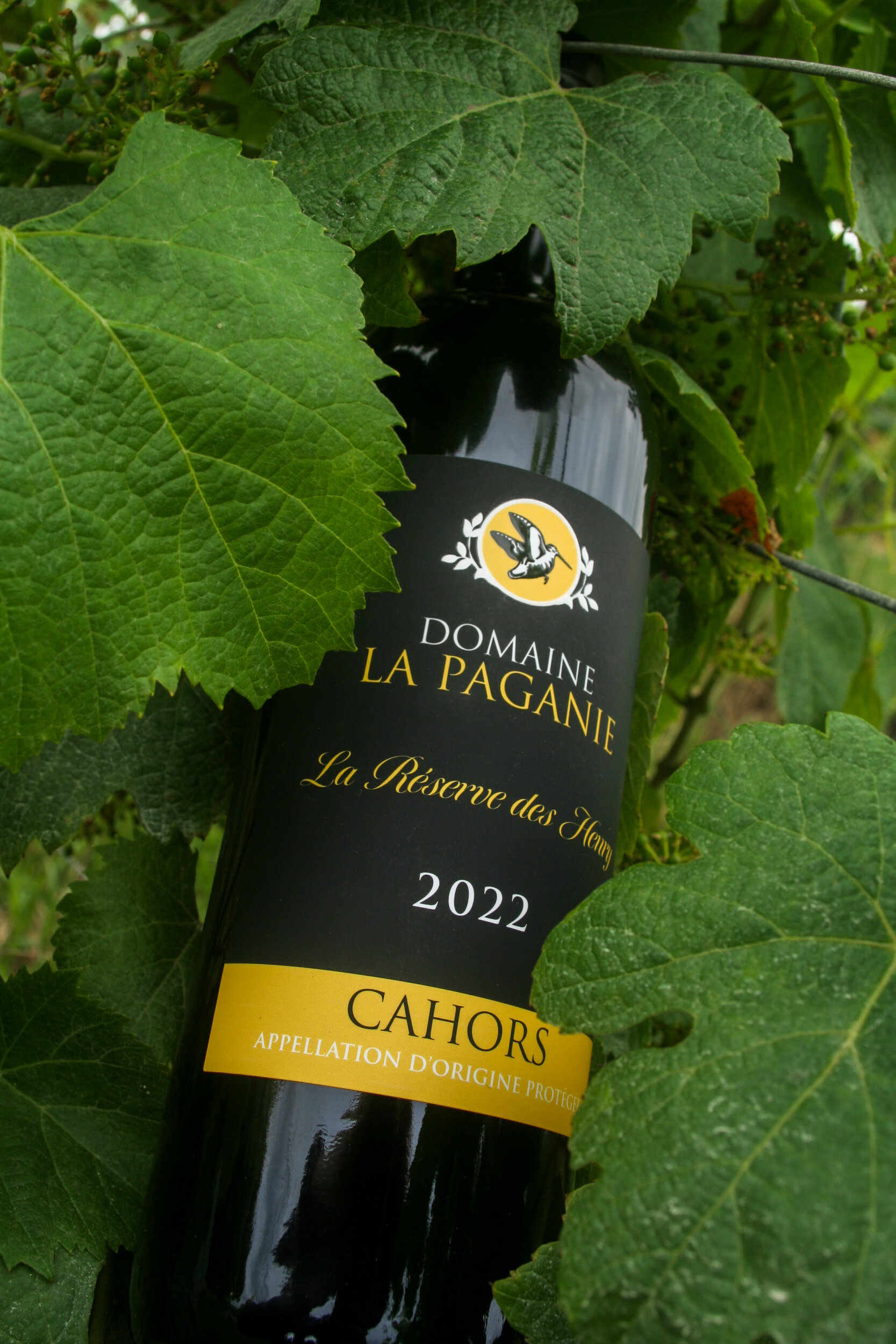 Clément et le travail au Domaine La Paganie