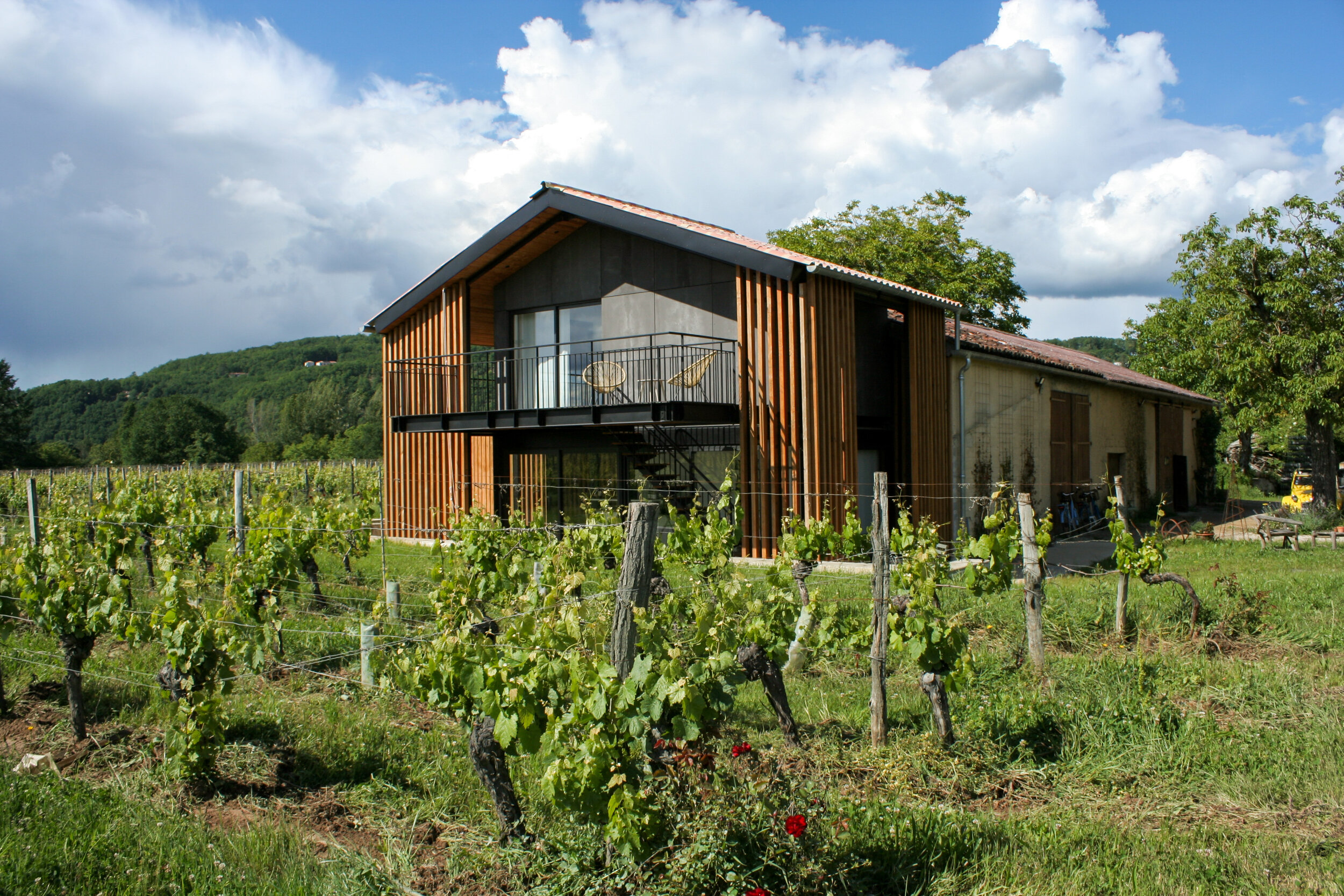 Les rangs de Malbec au printemps