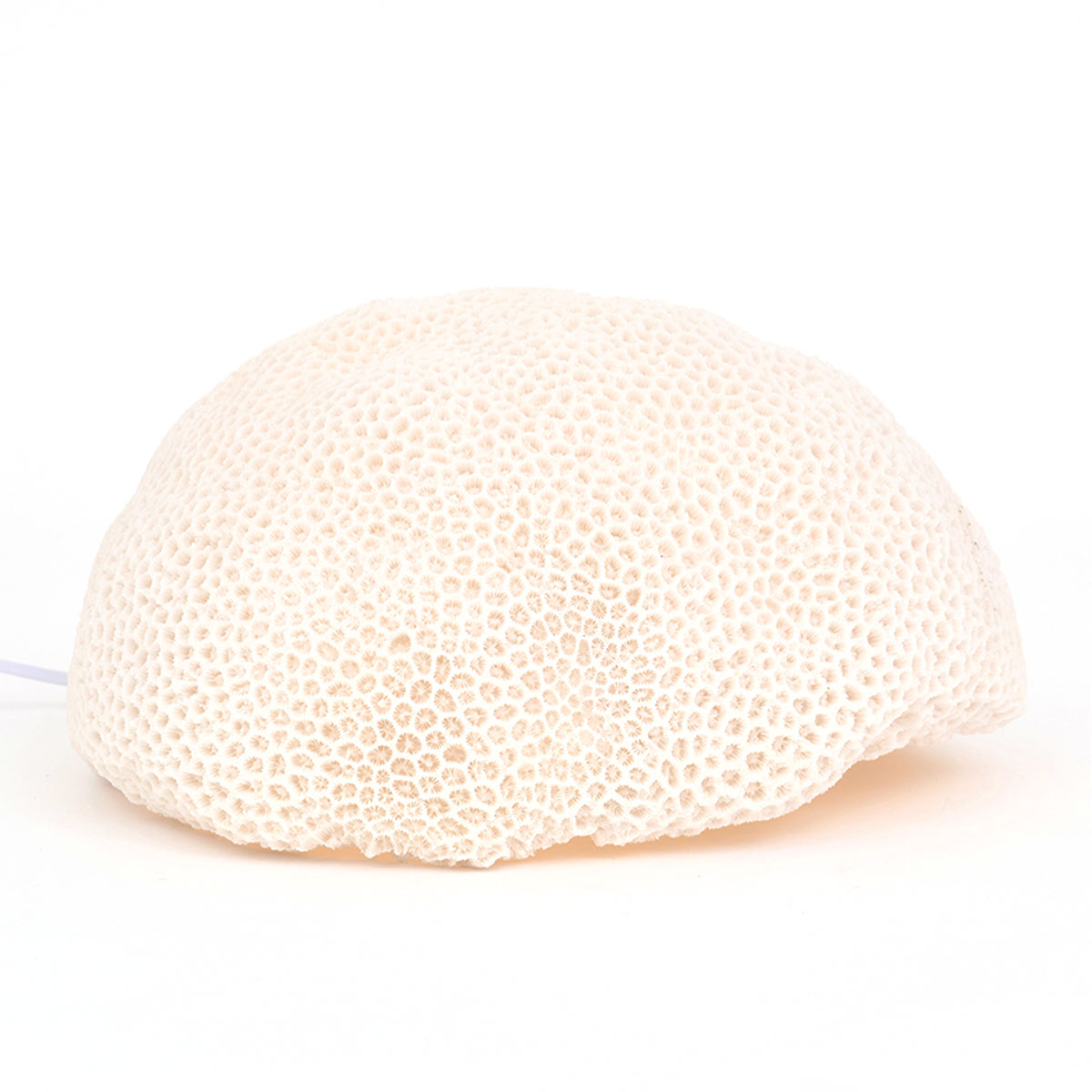 lampe-decoration-marine-corail