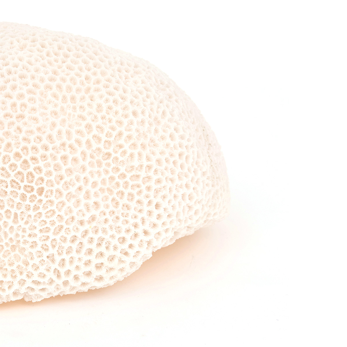 lampe-marine-deco-corail-resine