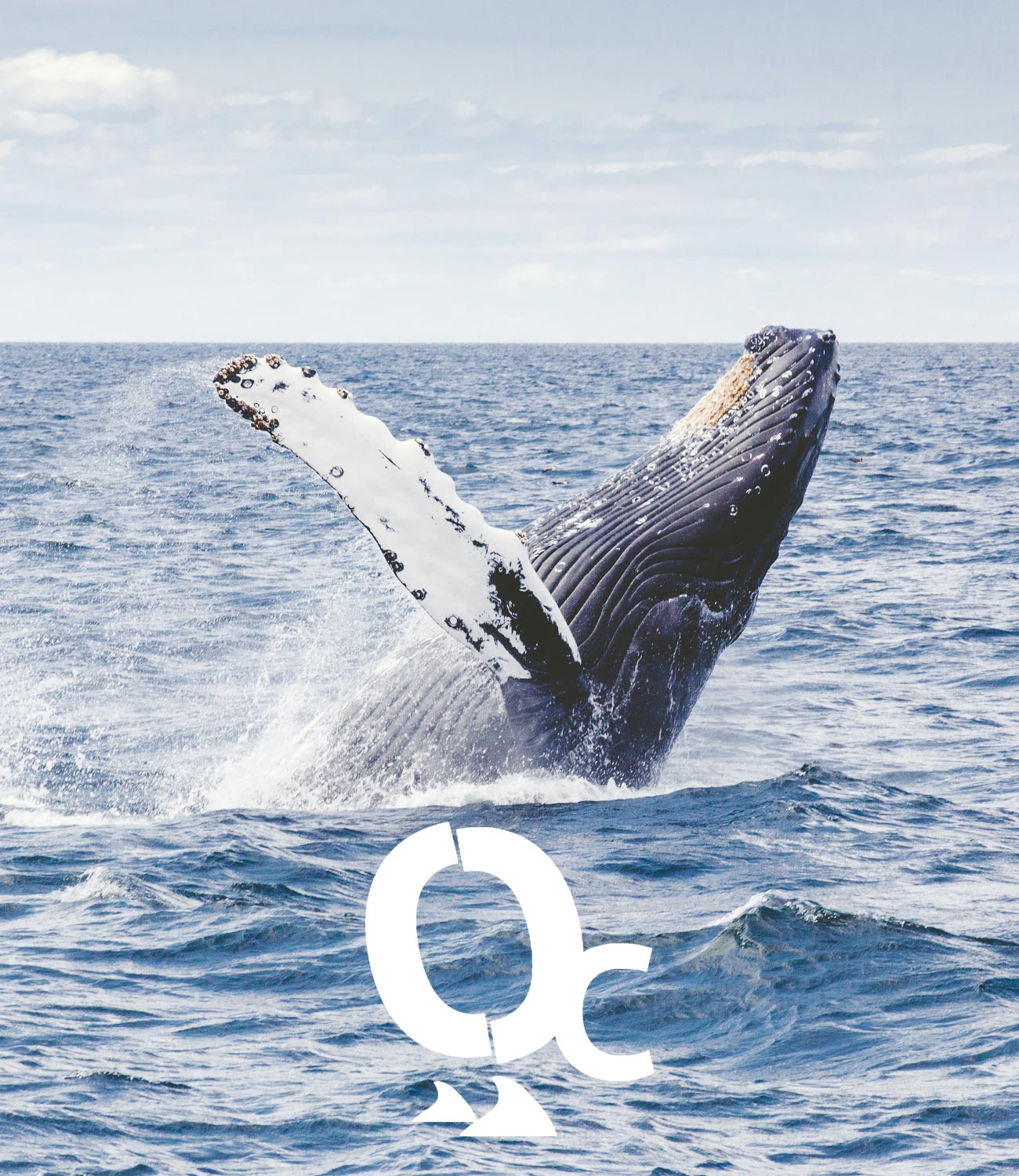 ocenia moorea