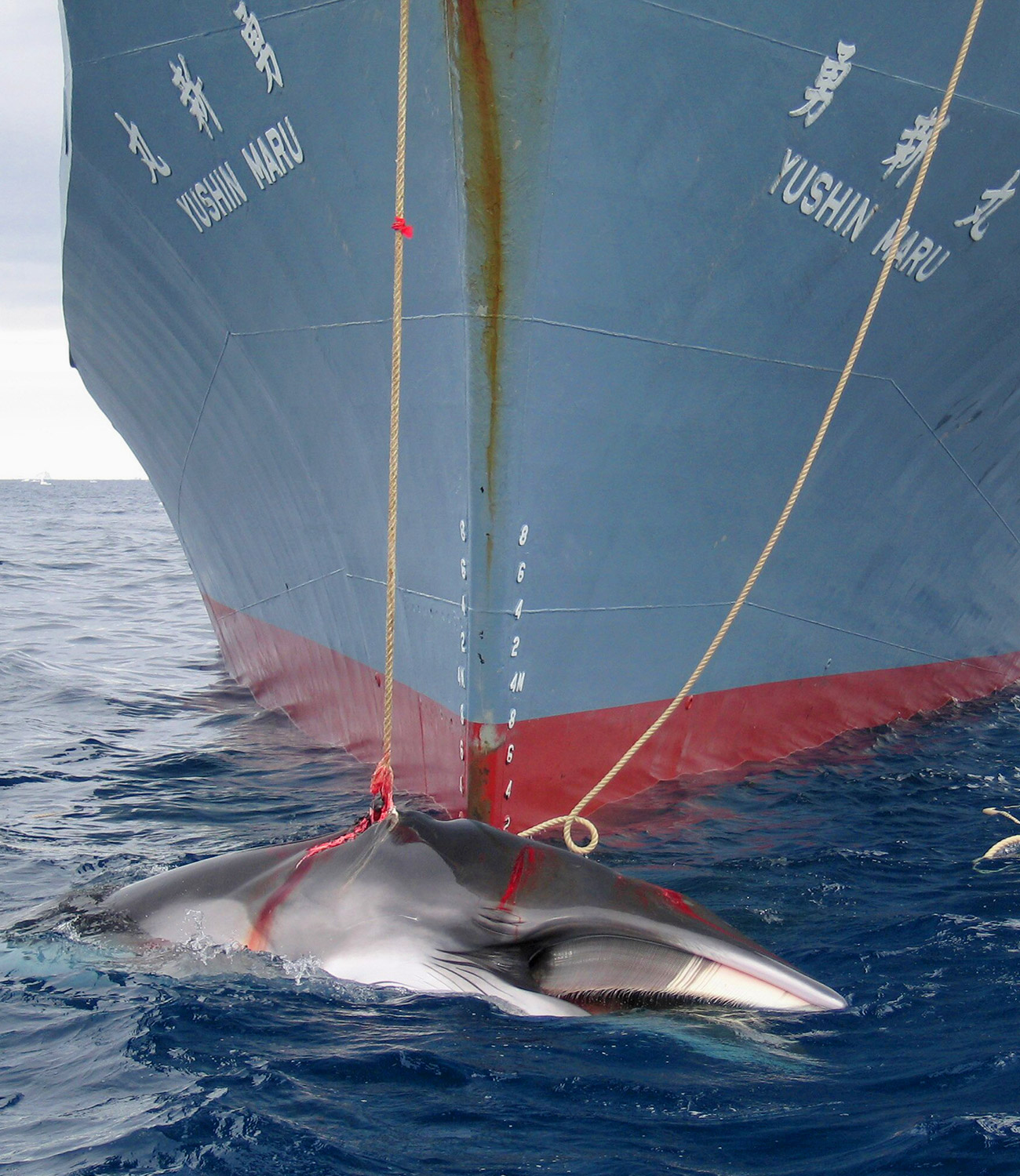 chasse baleine illegale