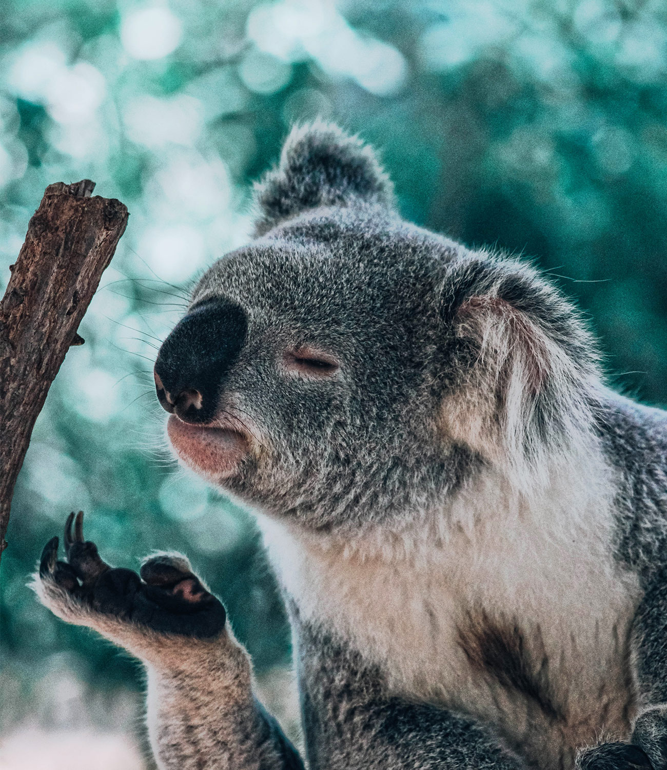koala balen roscoff