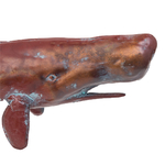 deco-marine-statuette-cachalot
