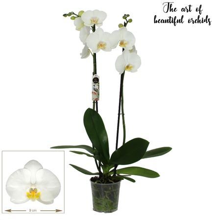 ORCHIDEE BLANCHE