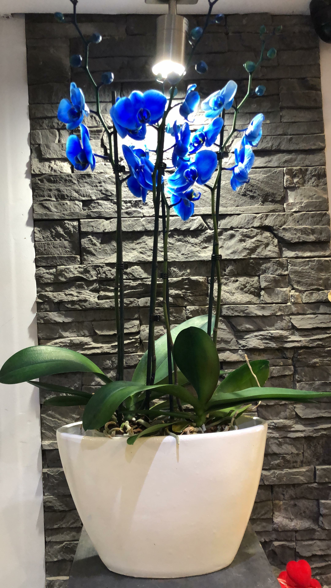 composition_orchidees_bleu