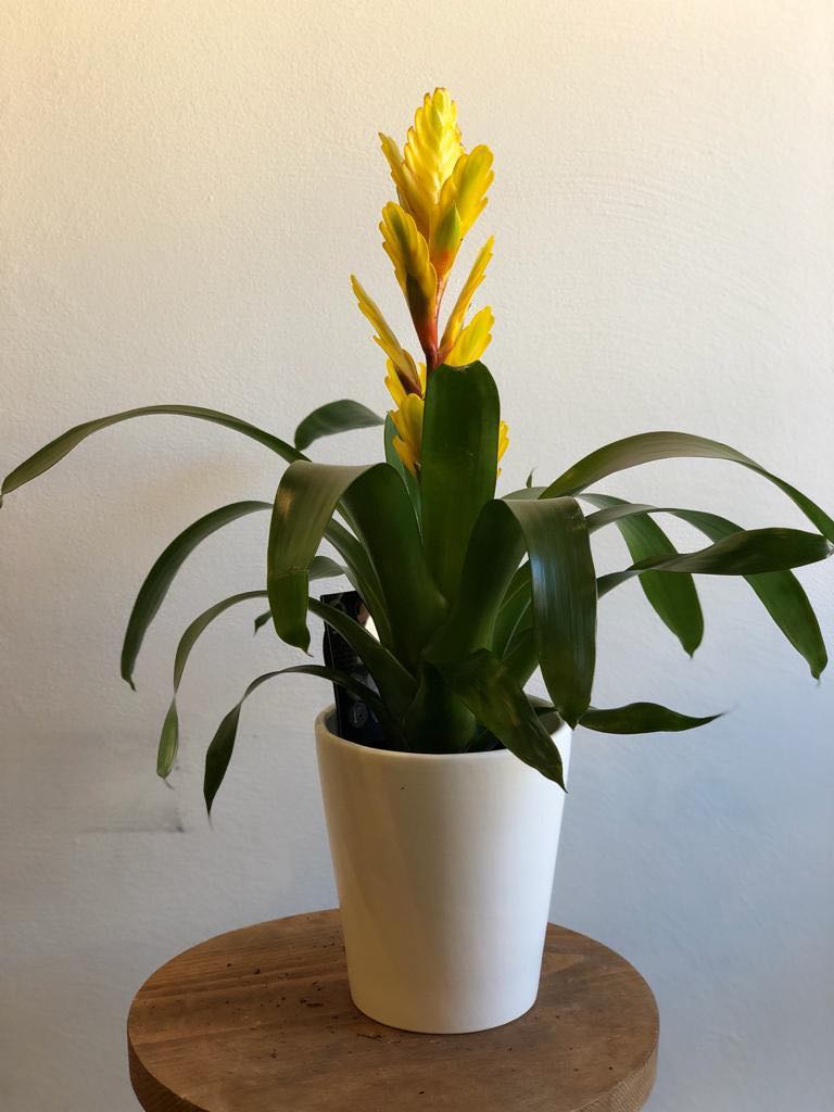 guzmania_bromelia_2