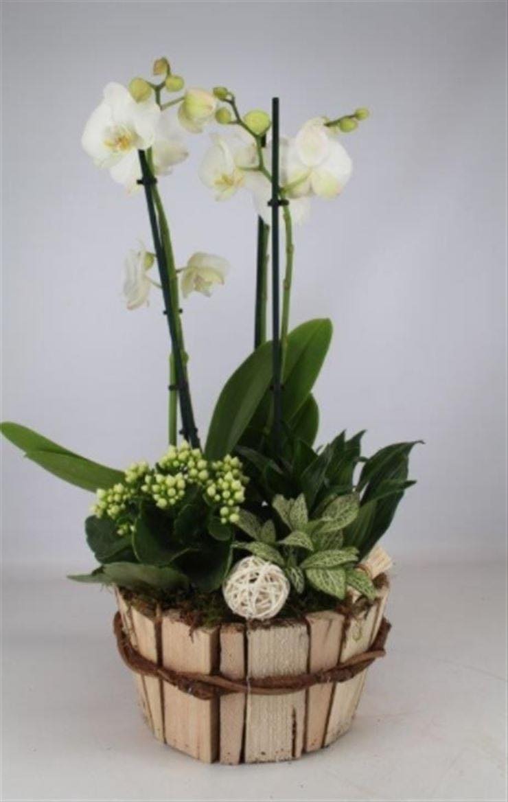 orchidee_avec_cache_pot_blanc