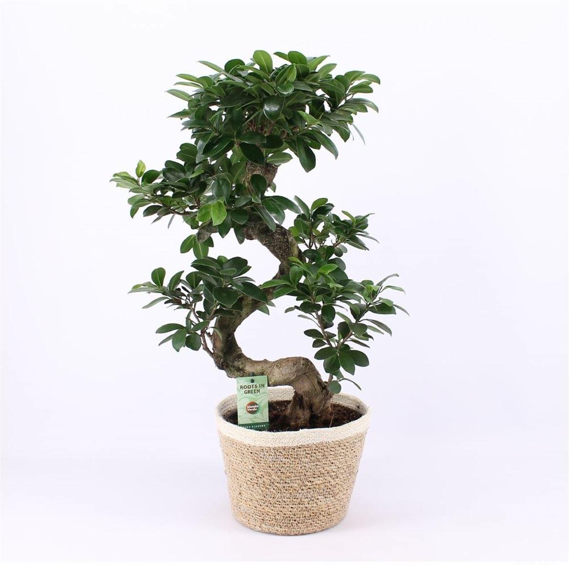 FICUS_bonsai_pot_osier