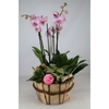 orchidee_avec_cache_pot_violet