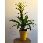 guzmania_bromelia_3