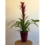 guzmania_bromelia_4