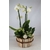 orchidee_avec_cache_pot_blanc