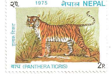 Nepal tigre