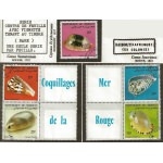 djibouti coquillages