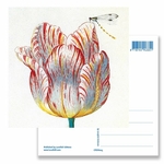 Carte postale, tulipe blanche