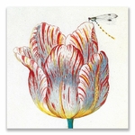Carte postale, tulipe blanche