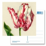 Carte postale, tulipe perroquet