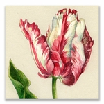 Carte postale, tulipe perroquet