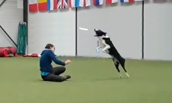 frisbee disc dog chien cours coach