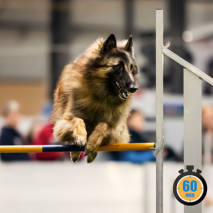 agility competition indoor saint amand les eaux