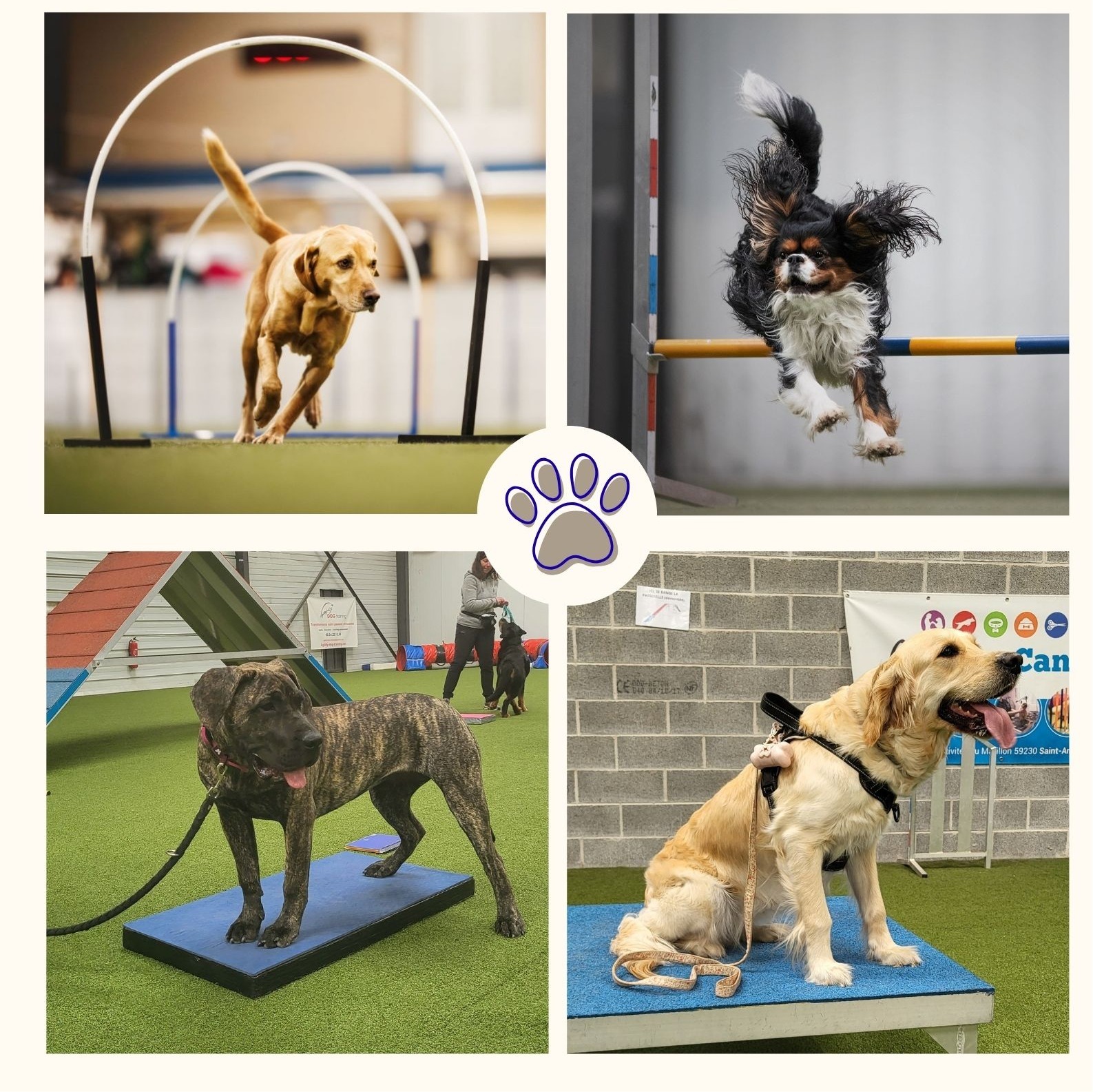 Activités canines NEW