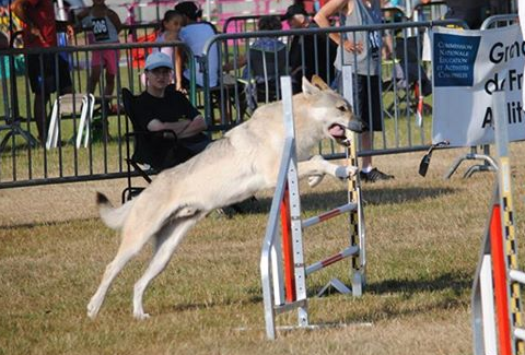 agility chien loup