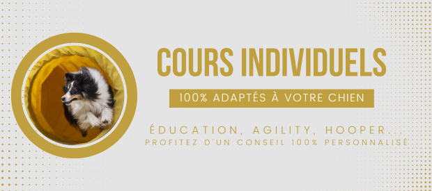 Cours agility hooopers education chien