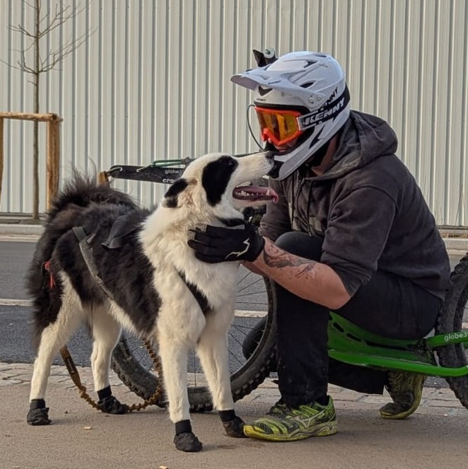 cani trottinette chien