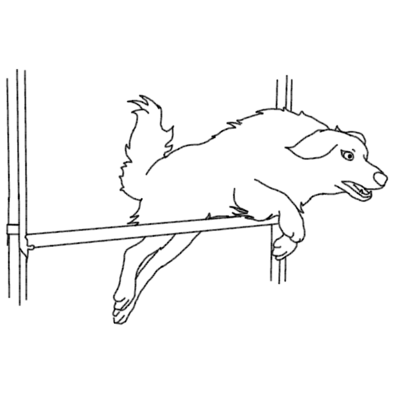 Cours privé d'agility