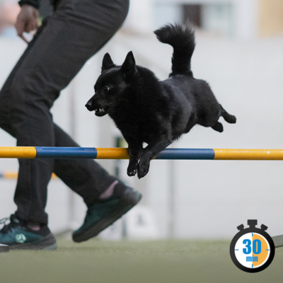 Cours individuel Agility Basic (≈ 30mn)