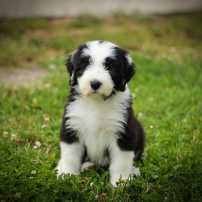 Petite Section (de 2 à 3 mois) - Maternelles Chiots à 14h