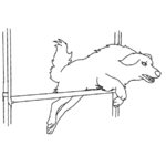 Cours privé d'agility