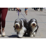Balade éducative « chiots et chiens calmes »
