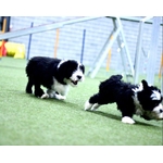 Maternelles chiots (Groupe)