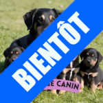 formation elevage canin