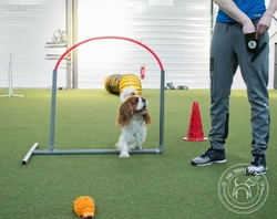 Hooper agility