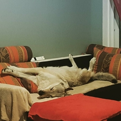 hotel chien saint amand valenciennes