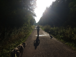 location-trottinette-canin-valenciennes