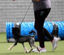dressage cours canin education positive