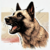 chien réactif rééducation valenciennes