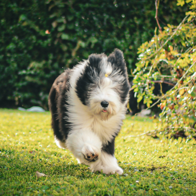 maternelles chiot 5 mois