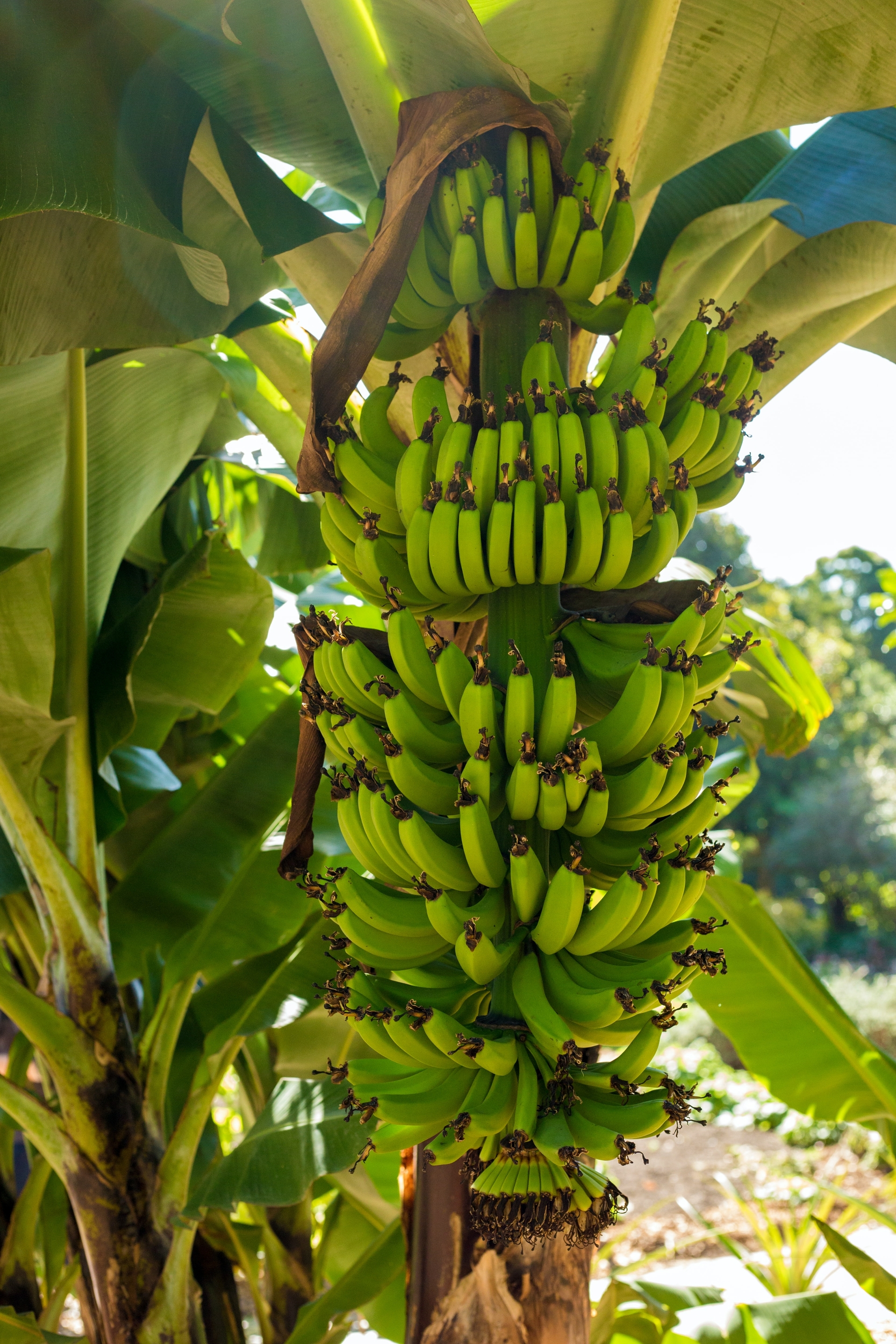 banana