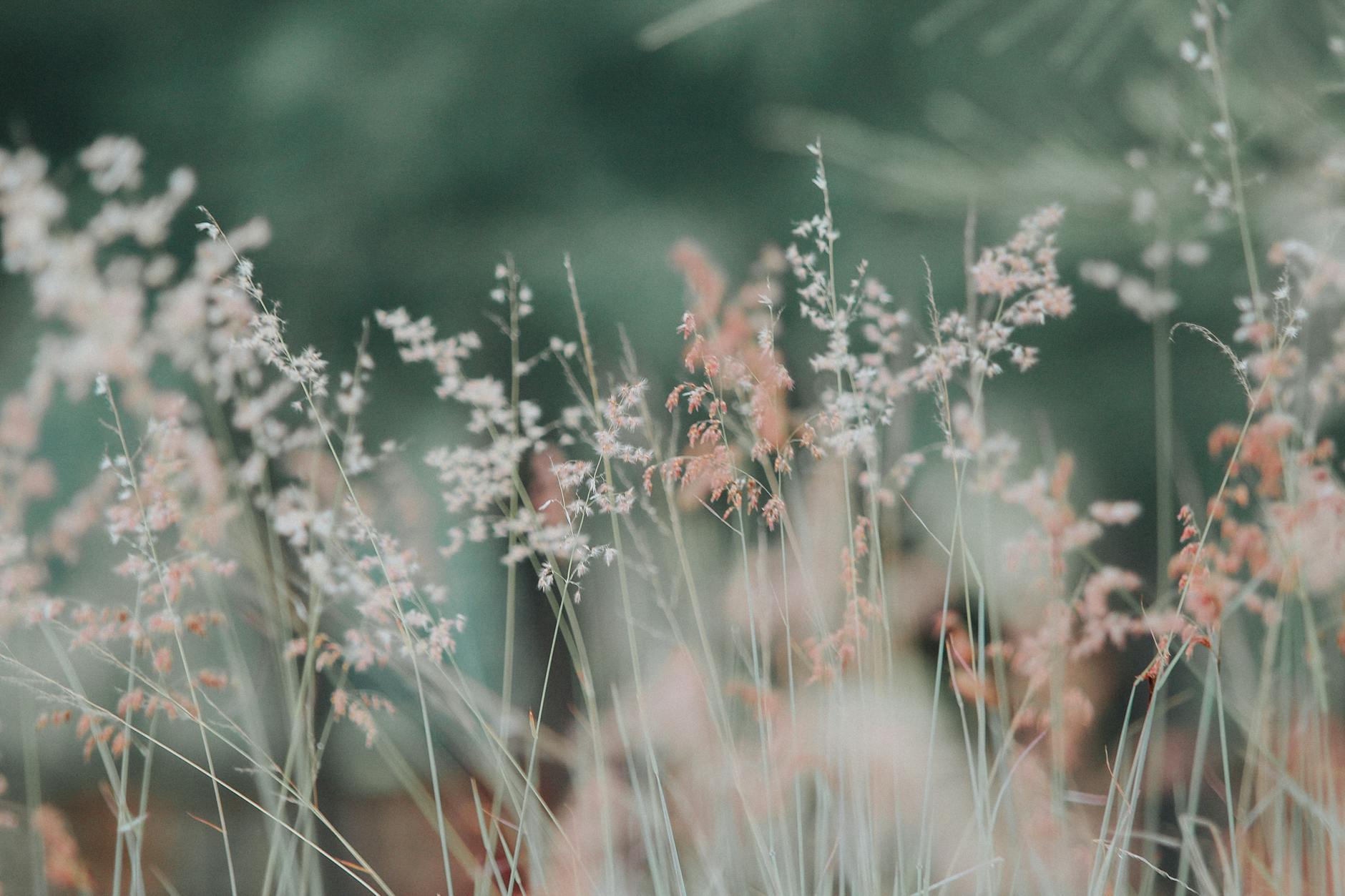 Photo En Gros Plan De Plantes Blanches Et Roses