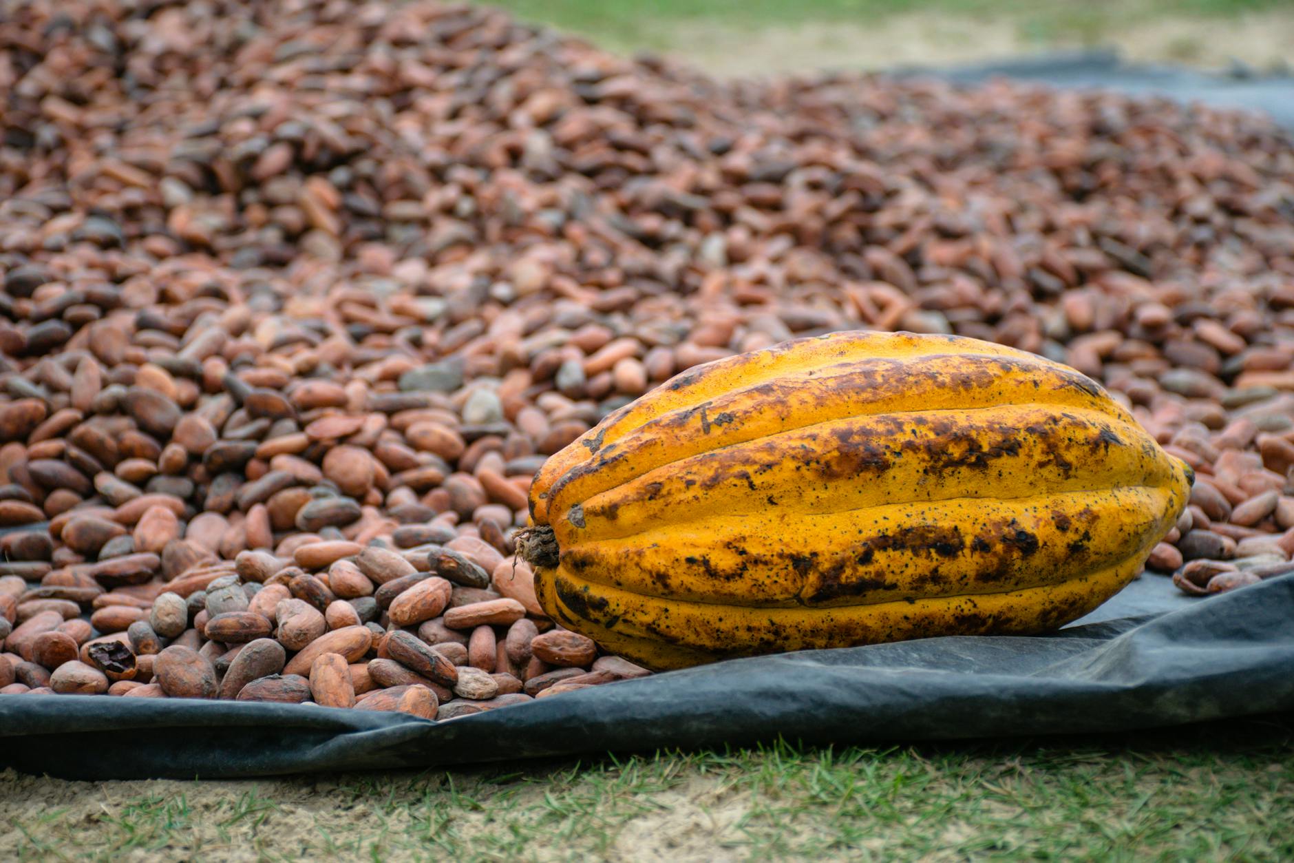 Photos gratuites de agriculture, agriculture colombienne, agriculture durable