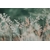 Photo En Gros Plan De Plantes Blanches Et Roses