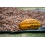 Photos gratuites de agriculture, agriculture colombienne, agriculture durable