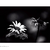 rollei_blackbird_64_photo